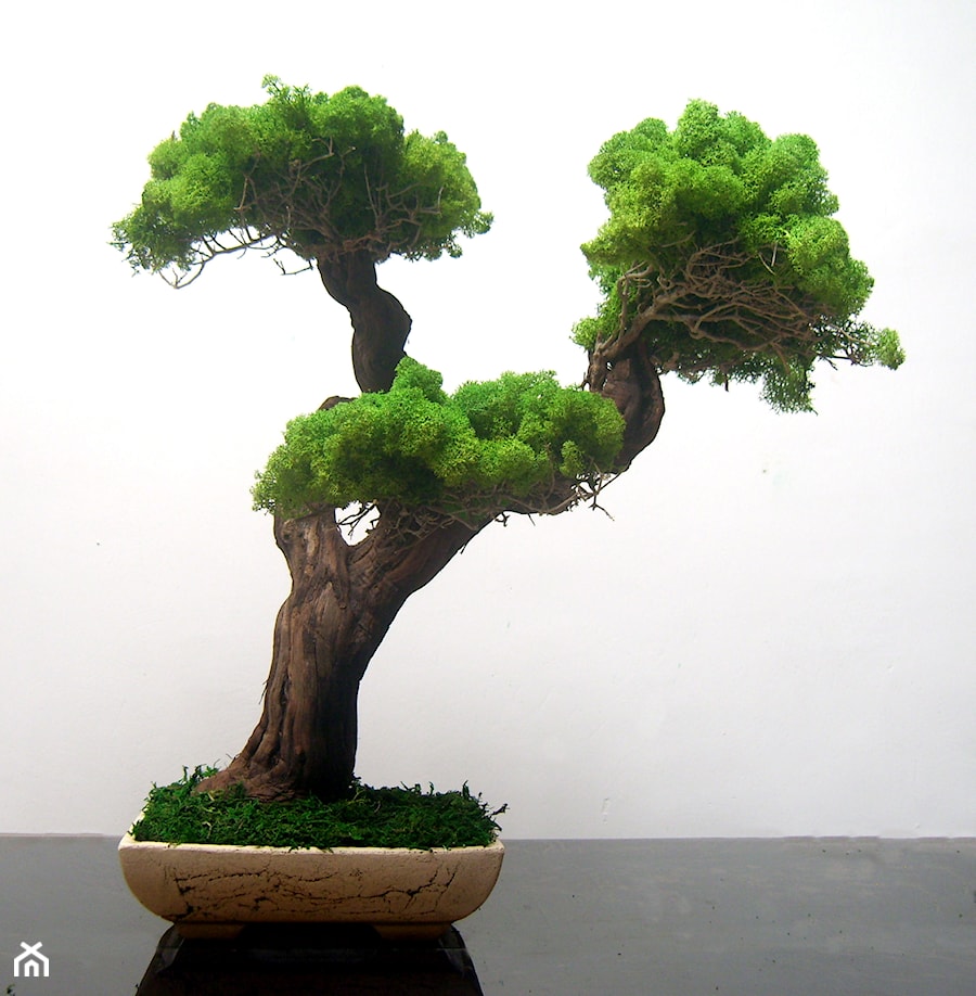 Sztuczne drzewko bonsai - zdjęcie od Ogrody Babilonu Patrycjusz Ścieszka