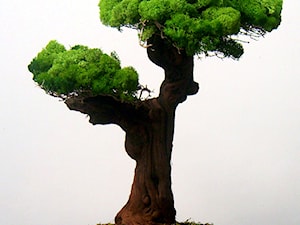 Sztuczne drzewko bonsai - zdjęcie od Ogrody Babilonu Patrycjusz Ścieszka