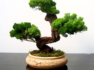 Sztuczne drzewko bonsai - zdjęcie od Ogrody Babilonu Patrycjusz Ścieszka