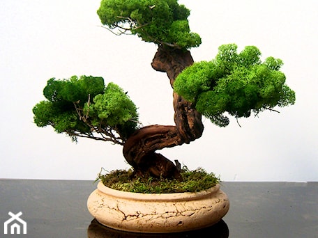 Aranżacje wnętrz - : Sztuczne drzewko bonsai - Ogrody Babilonu Patrycjusz Ścieszka. Przeglądaj, dodawaj i zapisuj najlepsze zdjęcia, pomysły i inspiracje designerskie. W bazie mamy już prawie milion fotografii!