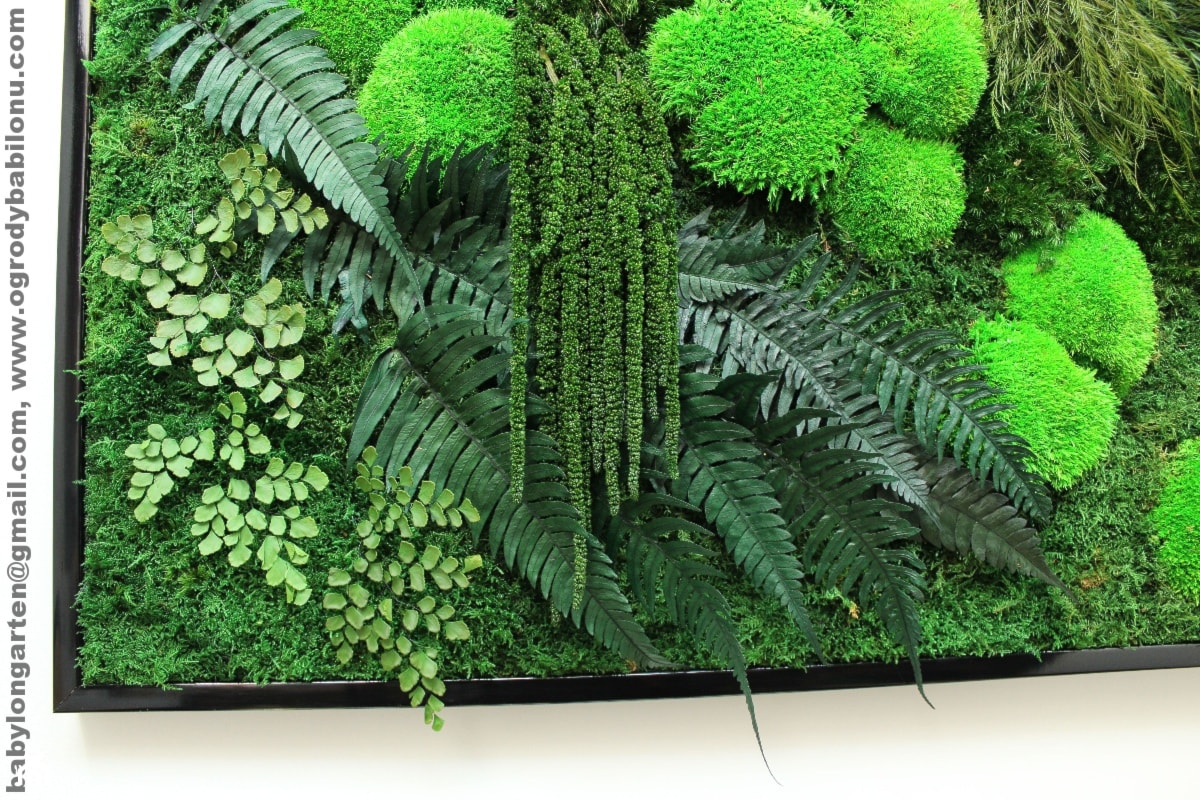 Obraz z mchu i roślin stabilizowanych 90/55 - zdjęcie od Ogrody Babilonu Patrycjusz Ścieszka - Homebook