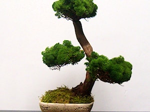 Sztuczne drzewka bonsai