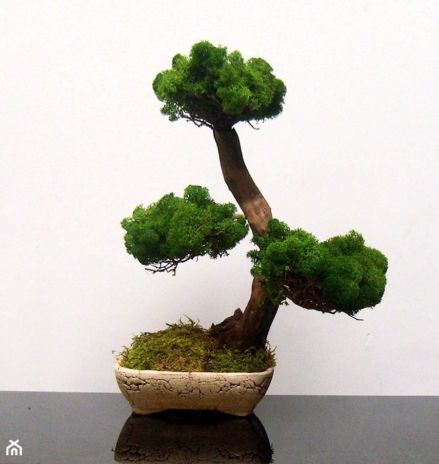 Sztuczne drzewko bonsai - zdjęcie od Ogrody Babilonu Patrycjusz Ścieszka