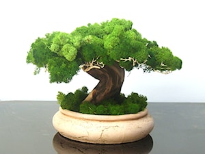 Sztuczne drzewko bonsai - zdjęcie od Ogrody Babilonu Patrycjusz Ścieszka