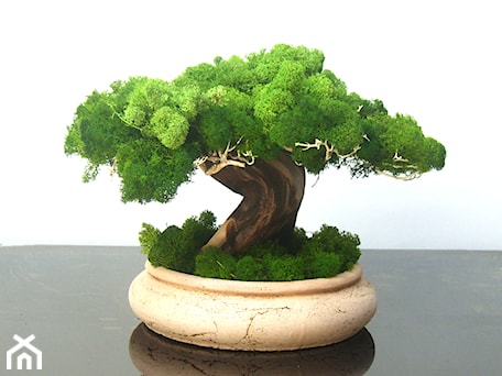 Aranżacje wnętrz - : Sztuczne drzewko bonsai - Ogrody Babilonu Patrycjusz Ścieszka. Przeglądaj, dodawaj i zapisuj najlepsze zdjęcia, pomysły i inspiracje designerskie. W bazie mamy już prawie milion fotografii!