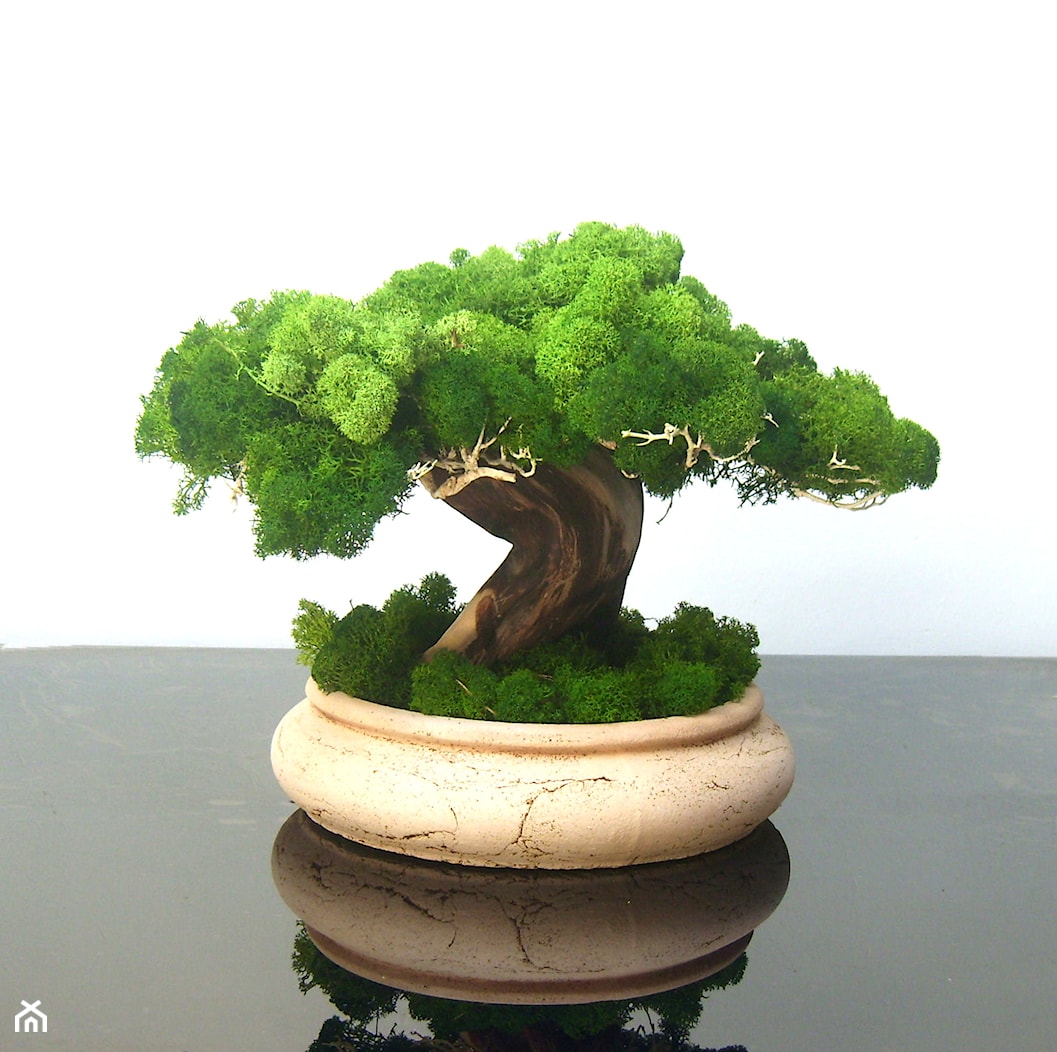 Sztuczne drzewko bonsai - zdjęcie od Ogrody Babilonu Patrycjusz Ścieszka - Homebook