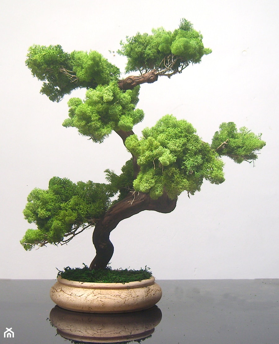 Sztuczne drzewko bonsai - zdjęcie od Ogrody Babilonu Patrycjusz Ścieszka