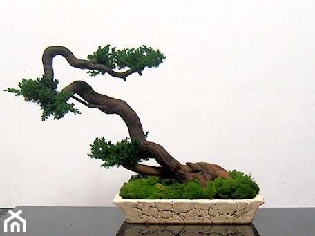 Aranżacje wnętrz - : Sztuczne drzewko bonsai - Ogrody Babilonu Patrycjusz Ścieszka. Przeglądaj, dodawaj i zapisuj najlepsze zdjęcia, pomysły i inspiracje designerskie. W bazie mamy już prawie milion fotografii!