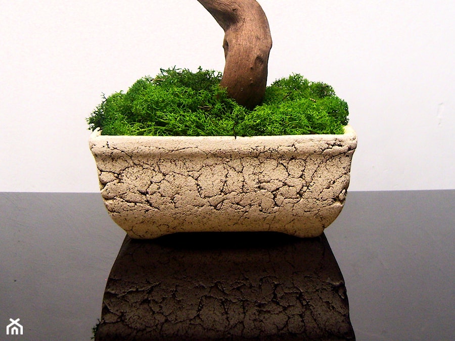 Sztuczne drzewko bonsai - zdjęcie od Ogrody Babilonu Patrycjusz Ścieszka