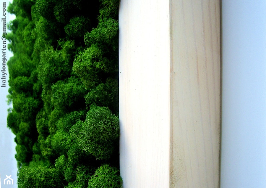 Obraz z mchu w ramie drewnianej 62/62 cm - zdjęcie od Ogrody Babilonu Patrycjusz Ścieszka