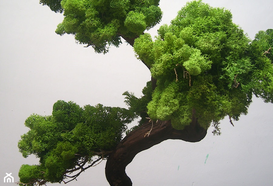 Sztuczne drzewko bonsai - zdjęcie od Ogrody Babilonu Patrycjusz Ścieszka