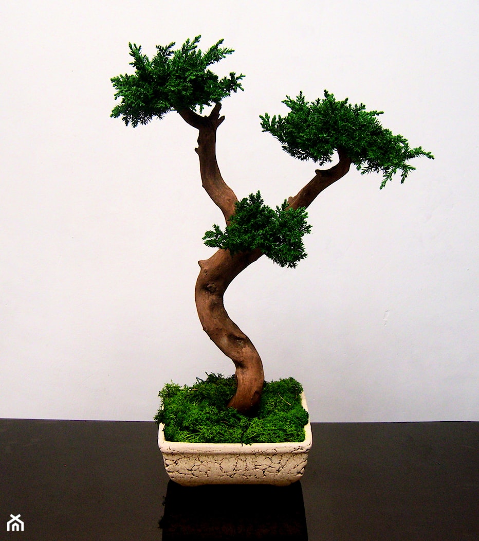 Sztuczne drzewko bonsai - zdjęcie od Ogrody Babilonu Patrycjusz Ścieszka - Homebook
