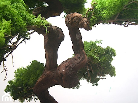 Aranżacje wnętrz - : Sztuczne drzewko bonsai - Ogrody Babilonu Patrycjusz Ścieszka. Przeglądaj, dodawaj i zapisuj najlepsze zdjęcia, pomysły i inspiracje designerskie. W bazie mamy już prawie milion fotografii!