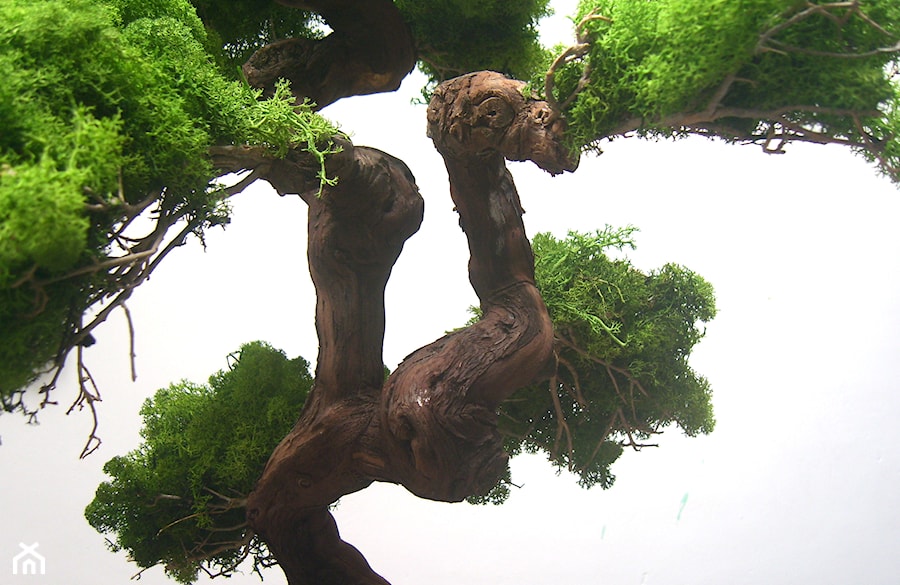 Sztuczne drzewko bonsai - zdjęcie od Ogrody Babilonu Patrycjusz Ścieszka