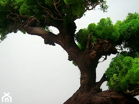 Aranżacje wnętrz - : Sztuczne drzewko bonsai - Ogrody Babilonu Patrycjusz Ścieszka. Przeglądaj, dodawaj i zapisuj najlepsze zdjęcia, pomysły i inspiracje designerskie. W bazie mamy już prawie milion fotografii!