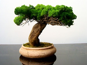 Sztuczne drzewko bonsai - zdjęcie od Ogrody Babilonu Patrycjusz Ścieszka