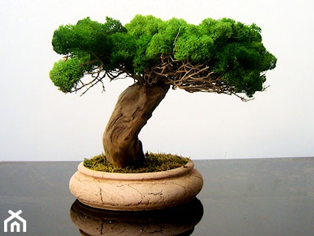 Aranżacje wnętrz - : Sztuczne drzewko bonsai - Ogrody Babilonu Patrycjusz Ścieszka. Przeglądaj, dodawaj i zapisuj najlepsze zdjęcia, pomysły i inspiracje designerskie. W bazie mamy już prawie milion fotografii!