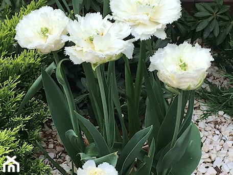 Aranżacje wnętrz - Ogród: I białe tulipany - Ewa Szumowska. Przeglądaj, dodawaj i zapisuj najlepsze zdjęcia, pomysły i inspiracje designerskie. W bazie mamy już prawie milion fotografii!