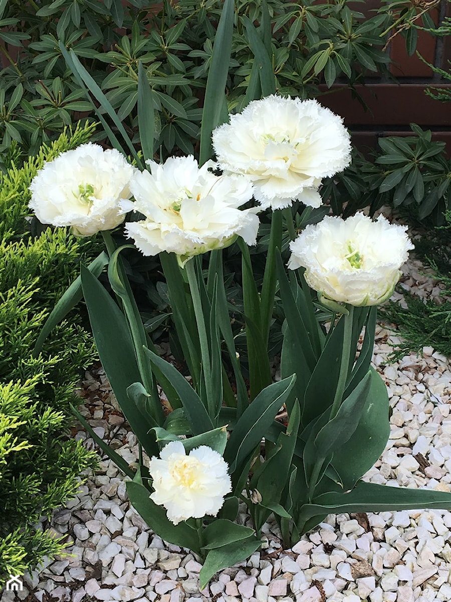 I białe tulipany - zdjęcie od Ewa Szumowska