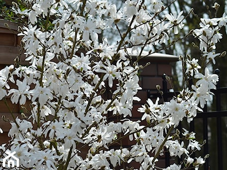 Aranżacje wnętrz - : Dwie stojące po rogach ogrodu białe damy czyli magnolie gwiażdziste - Ewa Szumowska. Przeglądaj, dodawaj i zapisuj najlepsze zdjęcia, pomysły i inspiracje designerskie. W bazie mamy już prawie milion fotografii!