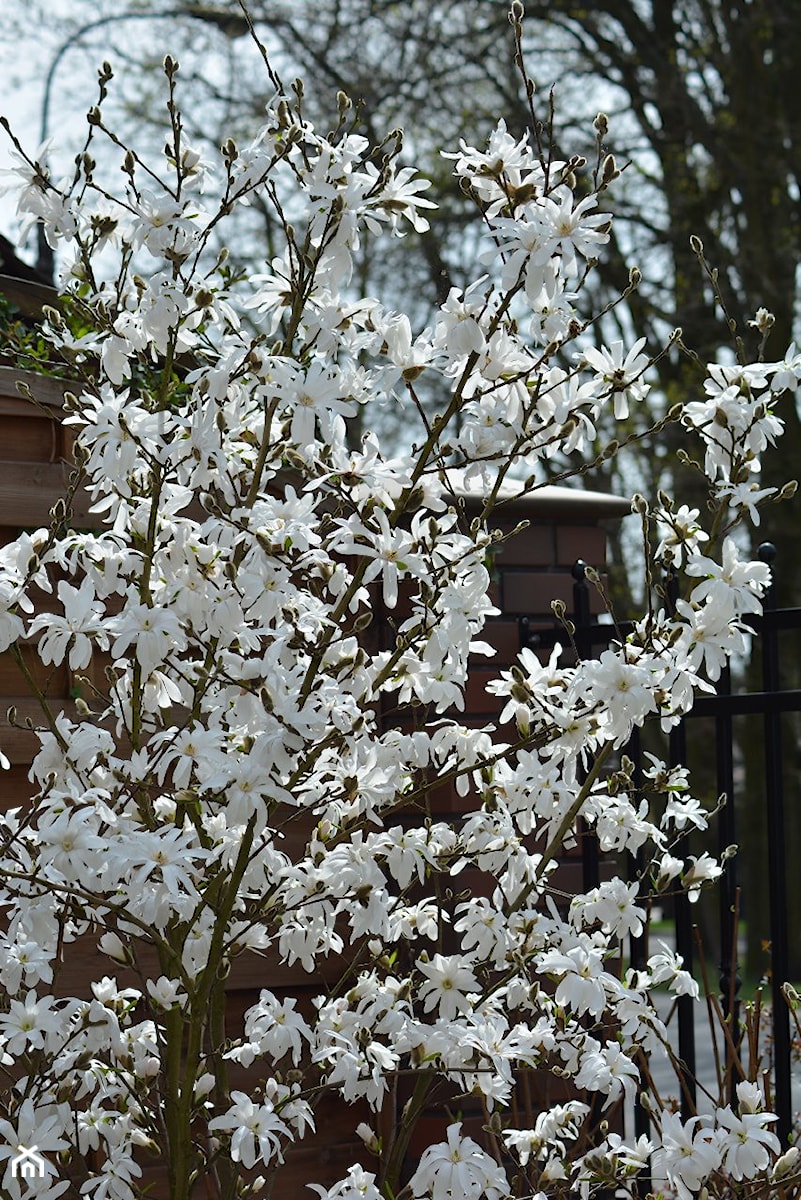 Dwie stojące po rogach ogrodu białe damy czyli magnolie gwiażdziste - zdjęcie od Ewa Szumowska