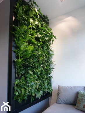 zielona ściana, ogród wertykalny - zdjęcie od sferazieleni