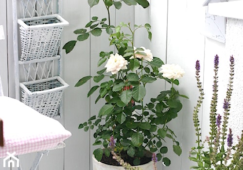 Działka - Mały z donicami na kwiaty taras z przodu domu z tyłu domu - zdjęcie od Joanna Bryk - My little white home