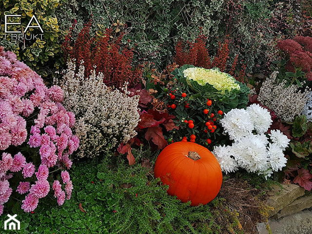 Jesienne dekoracje do ogrodu -Kobea Ogrody i Bruki