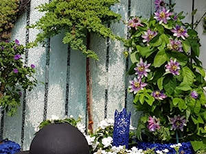 Passiflora - Ogród - zdjęcie od Ewa Tyrna