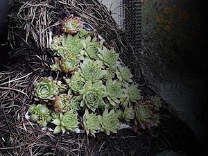 Inspiracje dekoracje z rojników do ogrodu - zdjęcie od Ewa Tyrna