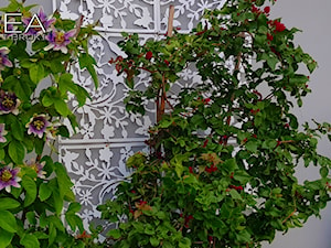 Passiflora Belotti - Ogród - zdjęcie od Ewa Tyrna