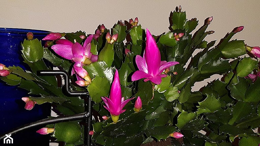 Zygokaktus, grudnik (Schlumbergera), kaktus bożonarodzeniowy - zdjęcie od Ewa Tyrna