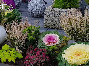 W październikowej odsłonie-Jesienne dekoracje i ozdoby do ogrodu Kobea Ogrody i Bruki Ewa Tyrna - zdjęcie od Ewa Tyrna