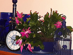 Zygokaktus, grudnik (Schlumbergera), kaktus bożonarodzeniowy - zdjęcie od Ewa Tyrna