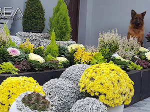 W październikowej odsłonie-Jesienne dekoracje i ozdoby do ogrodu Kobea Ogrody i Bruki Ewa Tyrna - zdjęcie od Ewa Tyrna