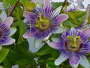 Passiflora Belotti - Ogród - zdjęcie od Ewa Tyrna