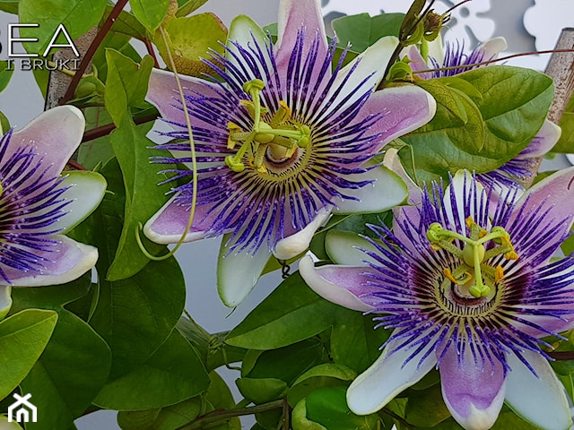 Passiflora Belotti