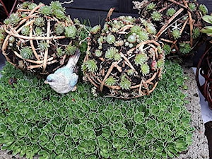 Inspiracje dekoracje z rojników do ogrodu - zdjęcie od Ewa Tyrna