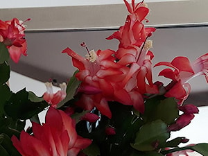 Zygokaktus, grudnik (Schlumbergera), kaktus bożonarodzeniowy - zdjęcie od Ewa Tyrna