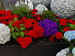 Dekoracje i ozdoby do ogrodu-taras -patio-balkon-Kobea Ogrody i Bruki - zdjęcie od Ewa Tyrna