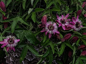Passiflora -Męczennica