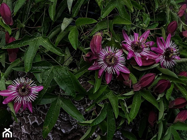 Passiflora -Męczennica