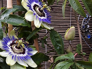 Passiflora -Męczennica