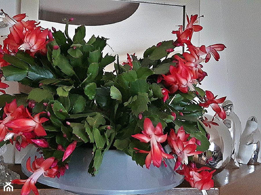 Zygokaktus, grudnik (Schlumbergera), kaktus bożonarodzeniowy - zdjęcie od Ewa Tyrna