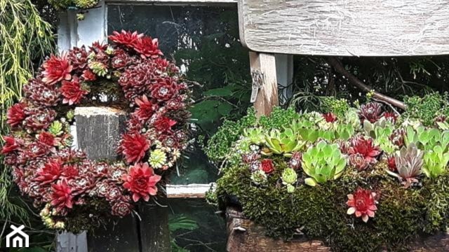 Inspiracje dekoracje z rojników do ogrodu - zdjęcie od Ewa Tyrna - Homebook