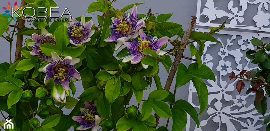 Passiflora Belotti - Ogród - zdjęcie od Ewa Tyrna