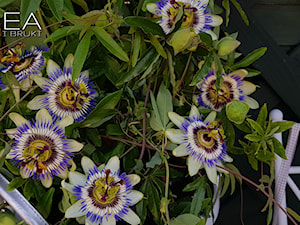 Passiflora Belotti - Ogród - zdjęcie od Ewa Tyrna