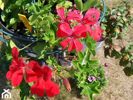 Aranżacje wnętrz - Ogród: Czerwień pelargoni - Marzena Więcław. Przeglądaj, dodawaj i zapisuj najlepsze zdjęcia, pomysły i inspiracje designerskie. W bazie mamy już prawie milion fotografii!