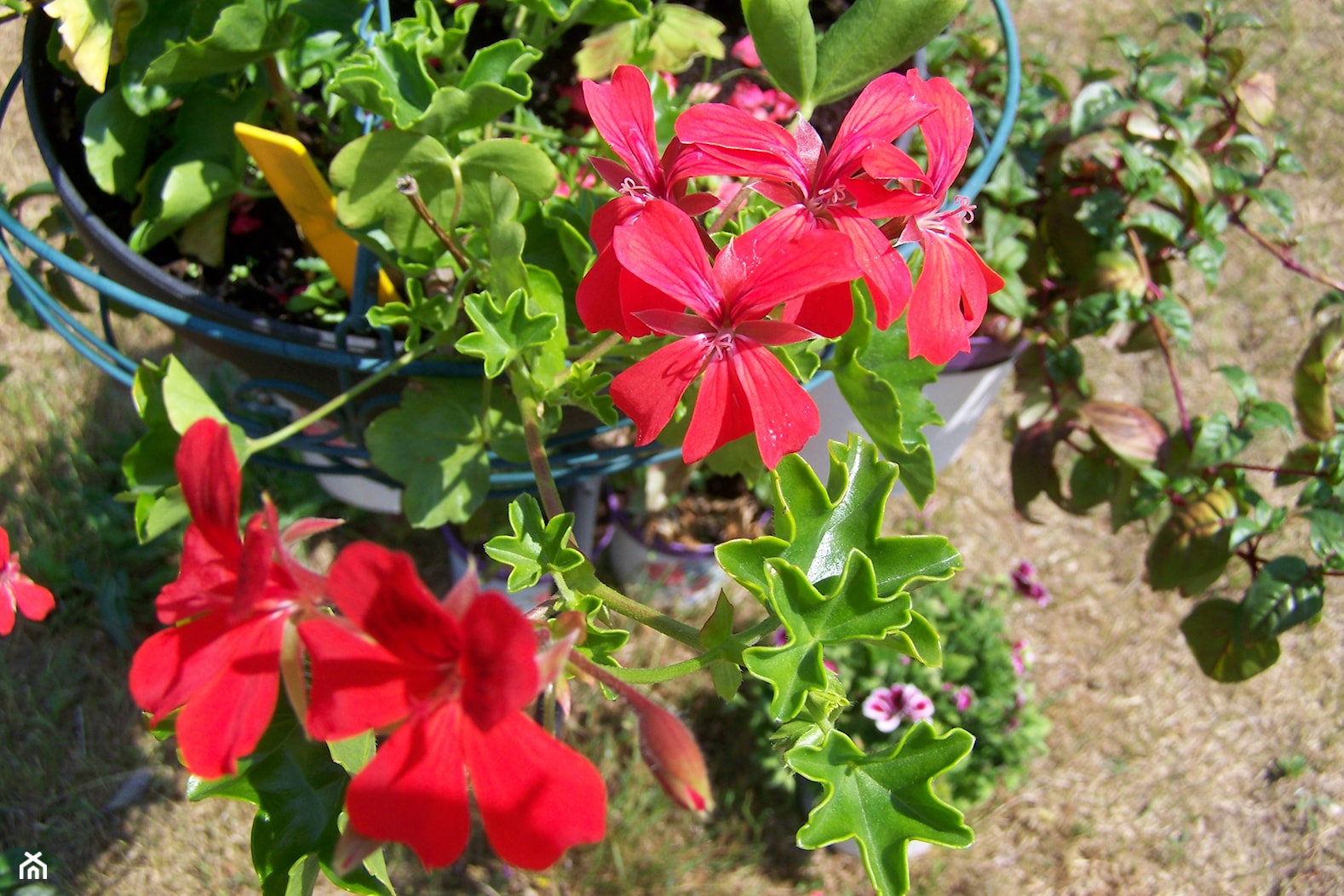 Czerwień pelargoni - zdjęcie od Marzena Więcław - Homebook