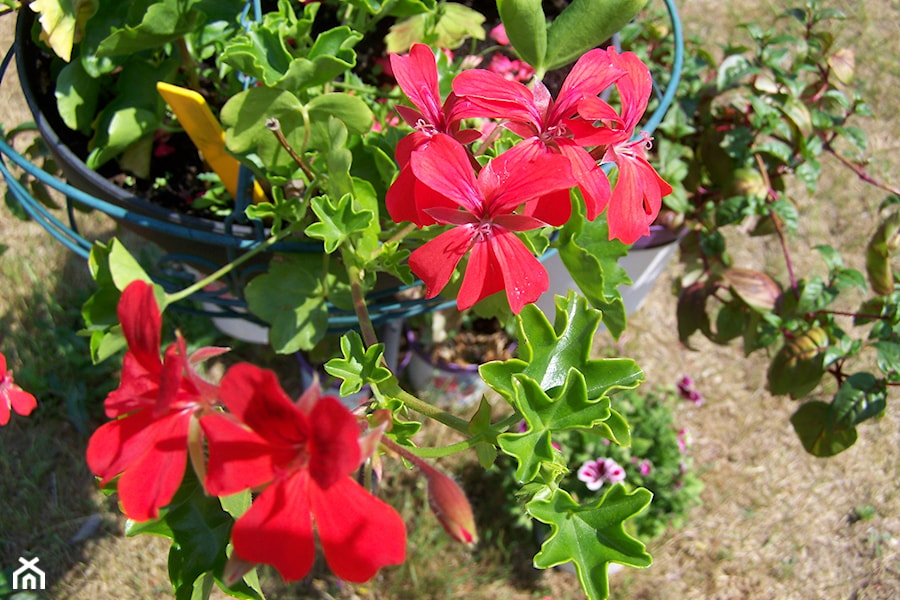 Czerwień pelargoni - zdjęcie od Marzena Więcław